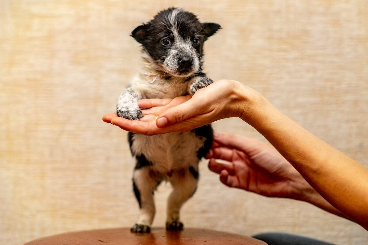 Самый маленький щеночек