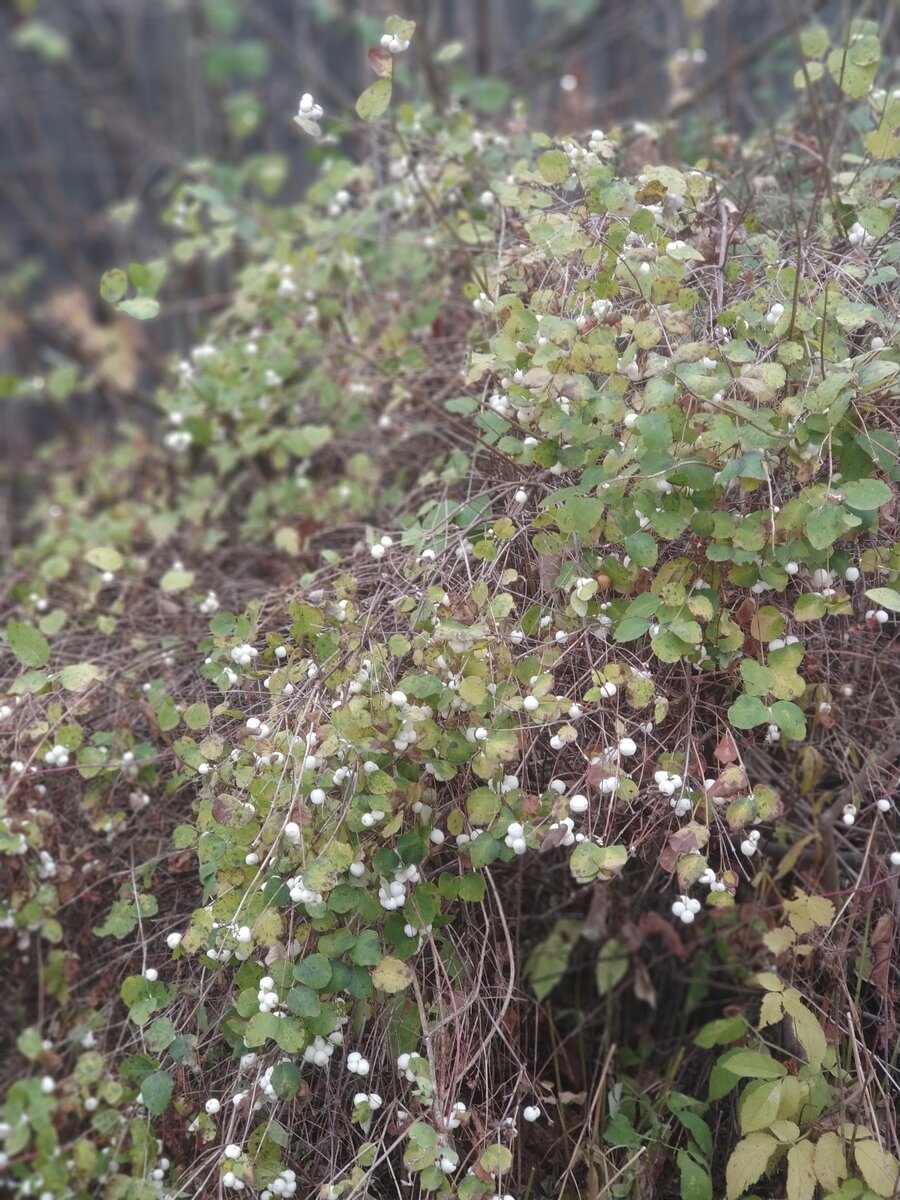 Лесные кустарник 