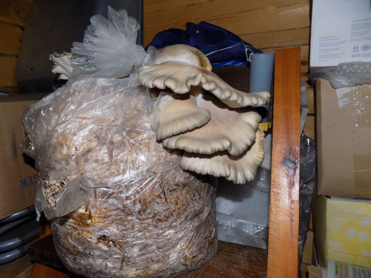 Мой грибной блок, который я принес с улицы т.к. температура на ночь была ниже нуля