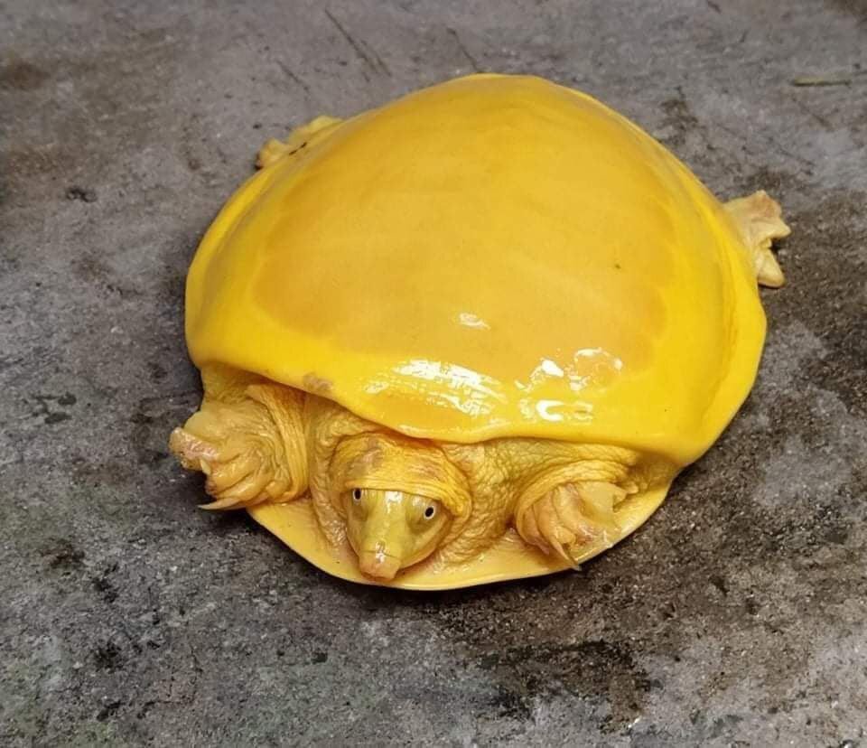 В Индии нашли редкую черепаху-альбиноса. Из-за необычного цвета кому-то она напомнила сыр, а кому-то — желток.