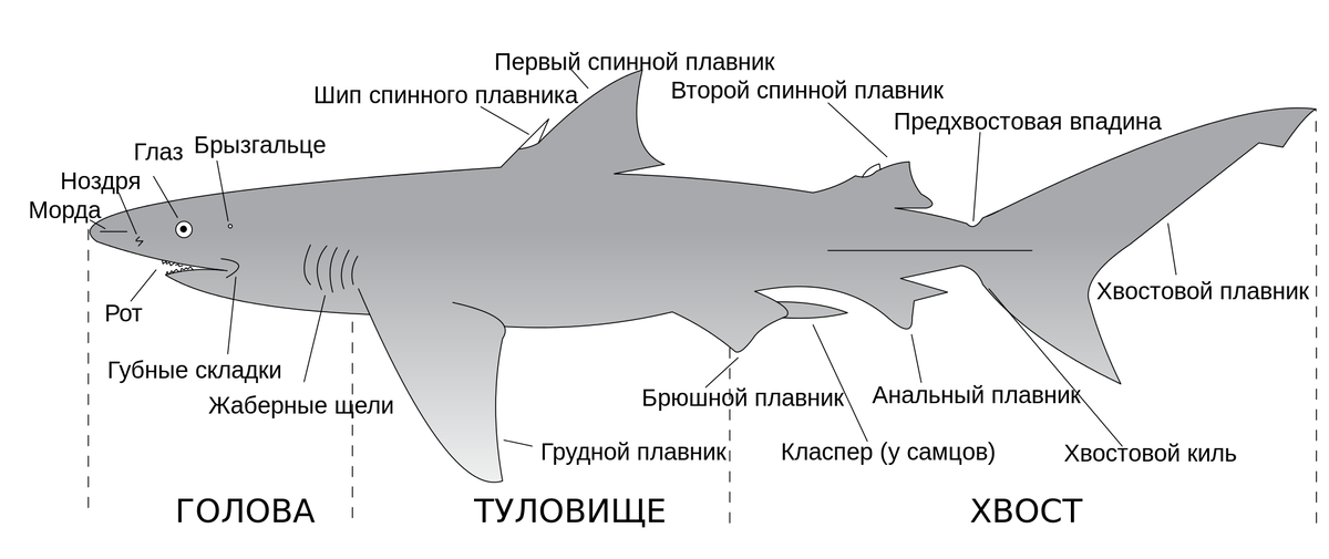 Анатомия акулы.