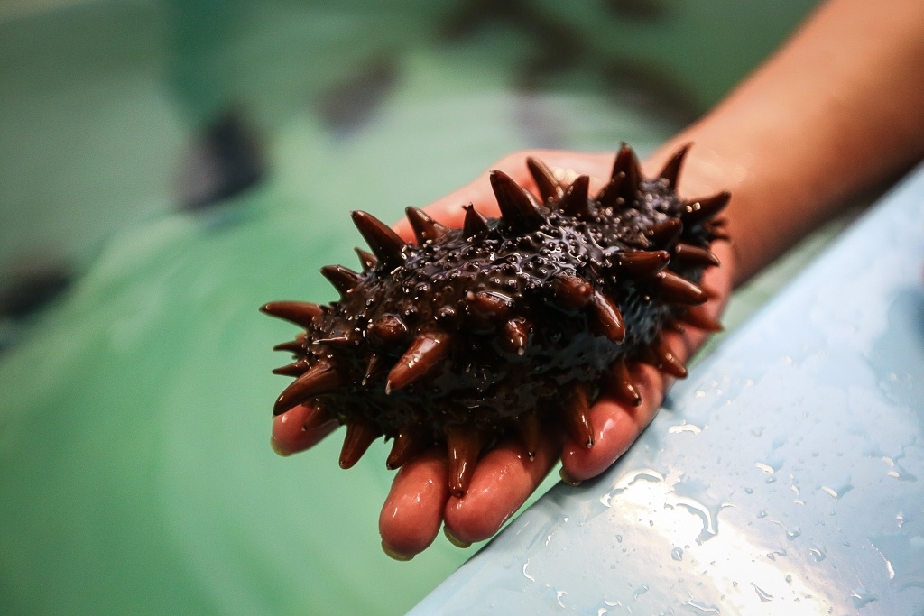 Фото морского огурца, источник фото - pixabay.com