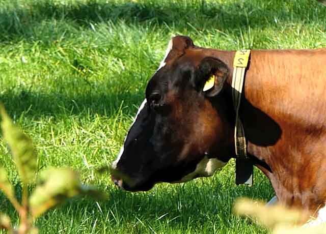 Как понять, что корова в охоте: признаки и методы выявления