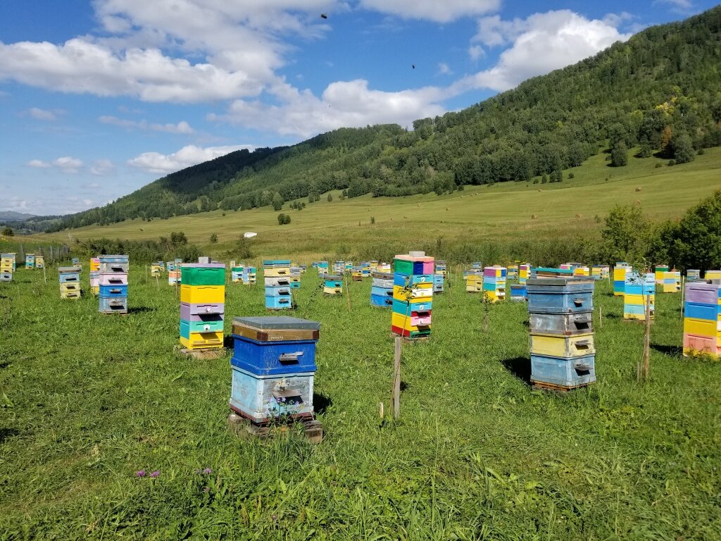 Мед горного Алтая