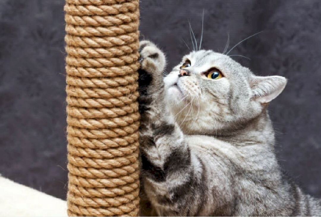 Когтеточка для кошек и котов