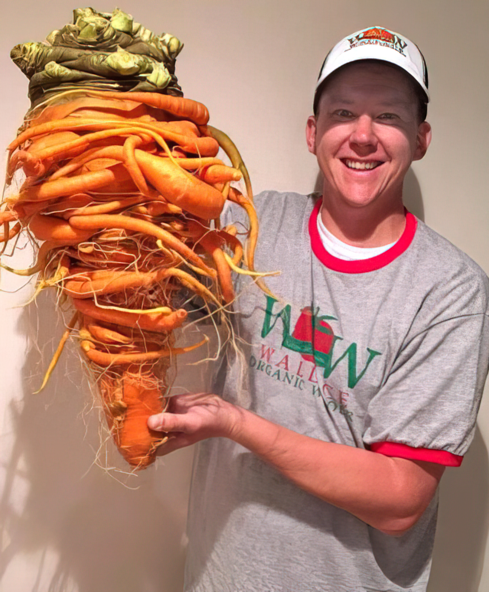 Самый пахучий запах по книге рекордов гиннесса. Огромная морковь. Самая большая морковь. Морковка рекордсмен. Самый большой морковь в мире.