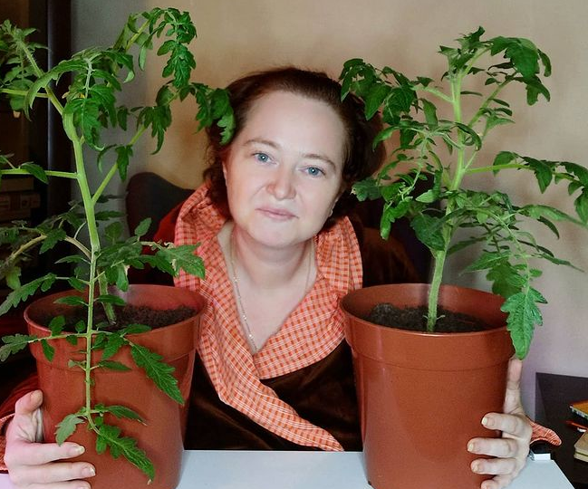 Когда сеять томаты, чтобы собрать большой урожай