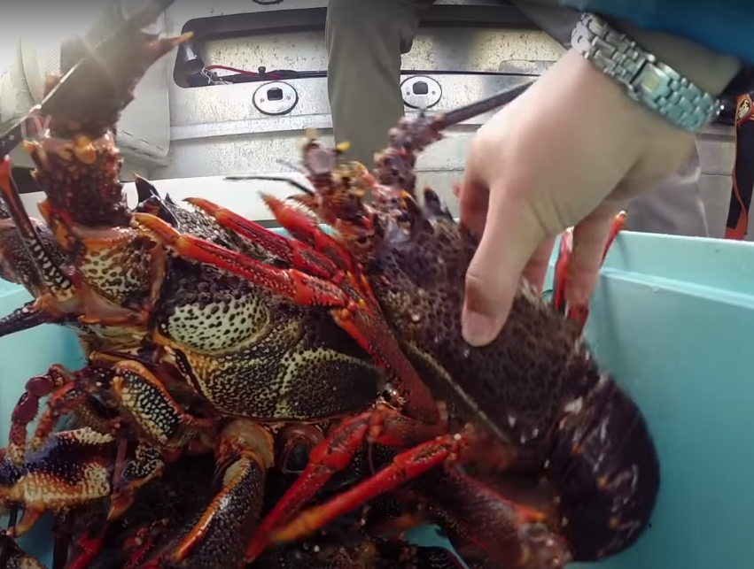 удачный улов