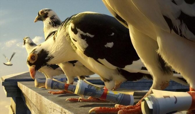 
Почтовый голубь — явление уникальное