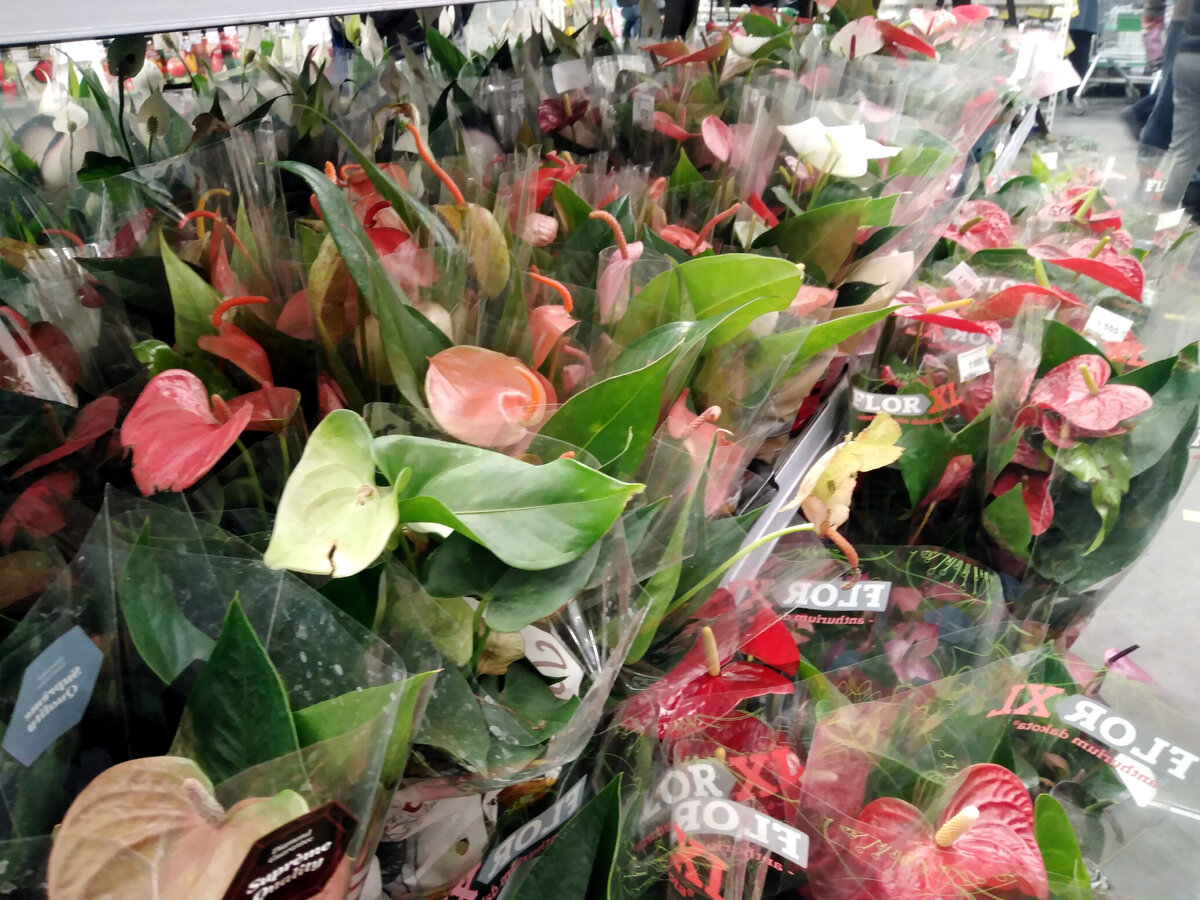 Выбор антуриумов на любой вкус и кошелёк 