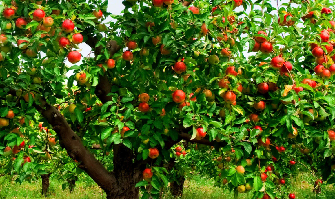 В саду где растут яблоки 2 сортов. Плодоношение яблоко цивиток. Яблони из семян Результаты. Выращивание яблони от семечка до яблок картинки.