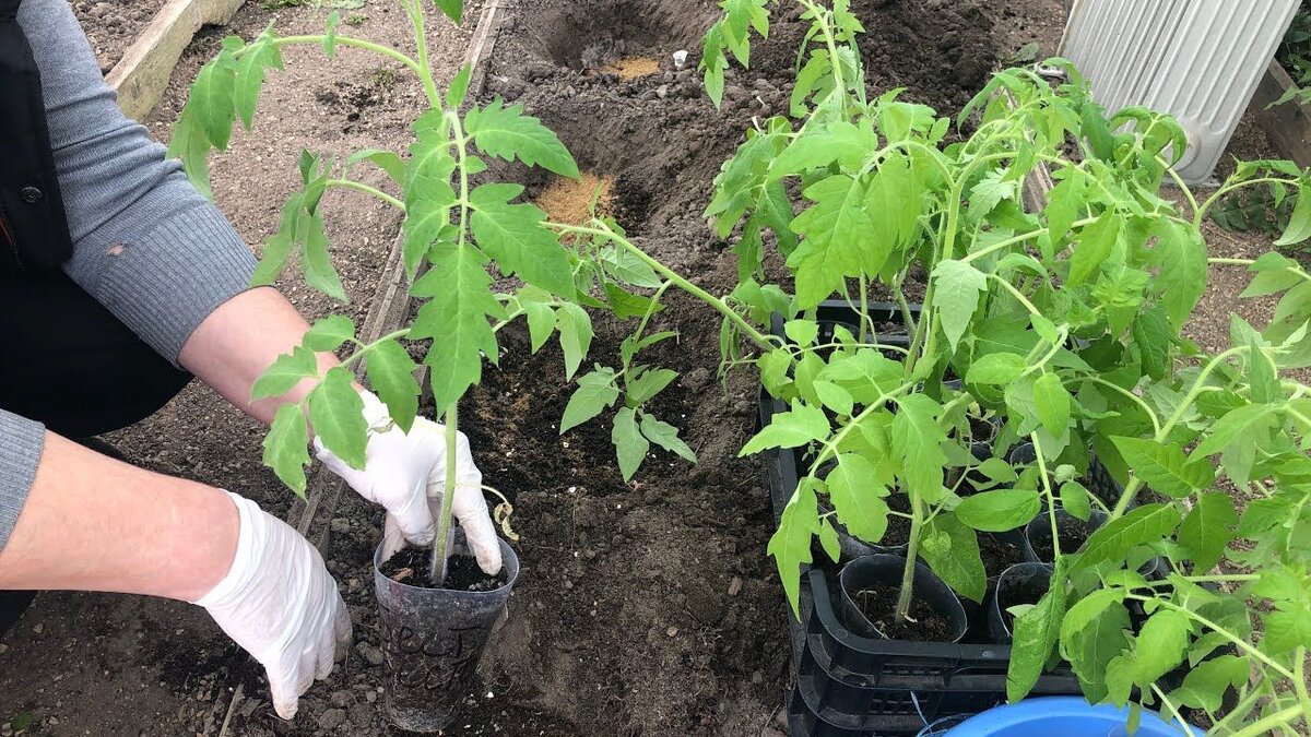 Что вносить в лунку при посадке томатов. Собираю урожай ведрами без внесения подкормок