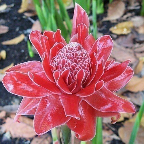 Цветок имбиря