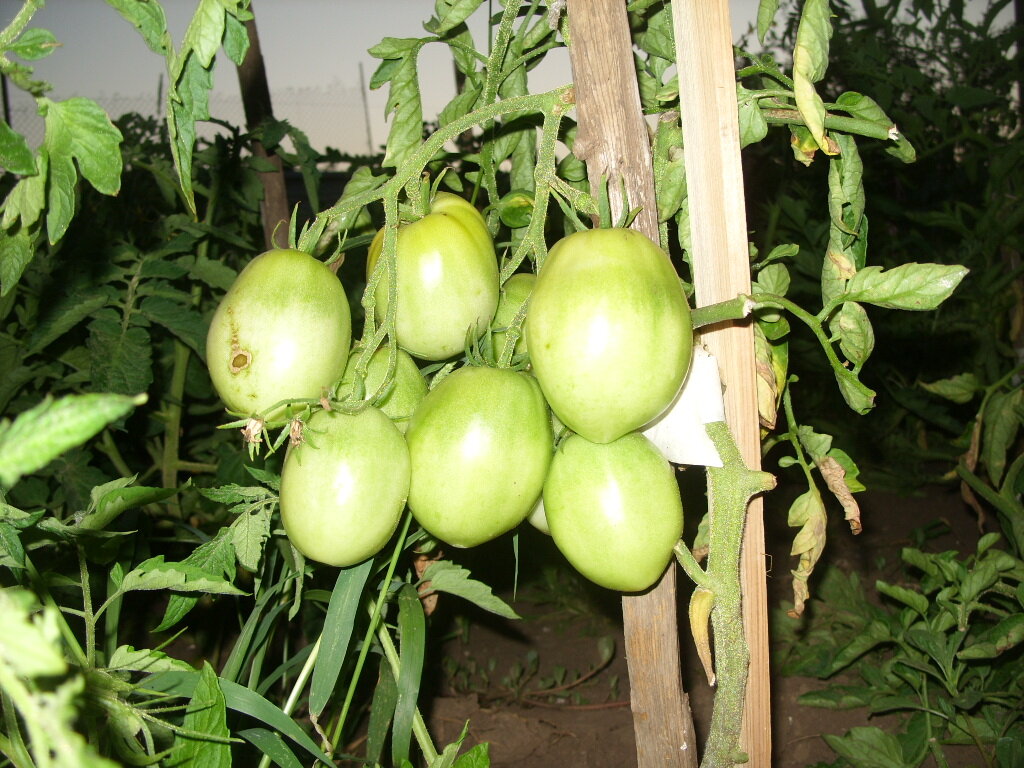 вот такие,обычно,полновесные кисти зреют на моем участке.каждый цветочек завязывается,в результате кисти несут по 6.7...10 плодов!