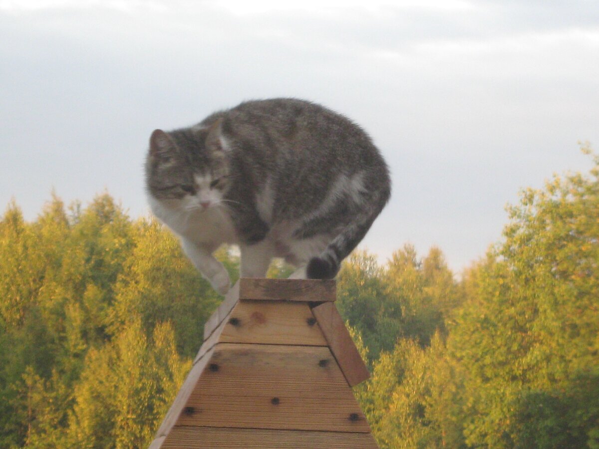 Домик колодца. Достаточно высоко, удобно и статусно. Фото мое.