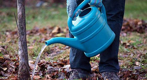 Одними из лучших и часто любимых фруктов традиционно считаются яблоки. Масса полезных свойств и прекрасные вкусовые качества не зря сделали эти фрукты самыми популярными. Практически на каждом приусадебном участке растет такое садовое дерево. Возделывая любимый сад, дачники часто задумываются, как нужно поливать яблони.