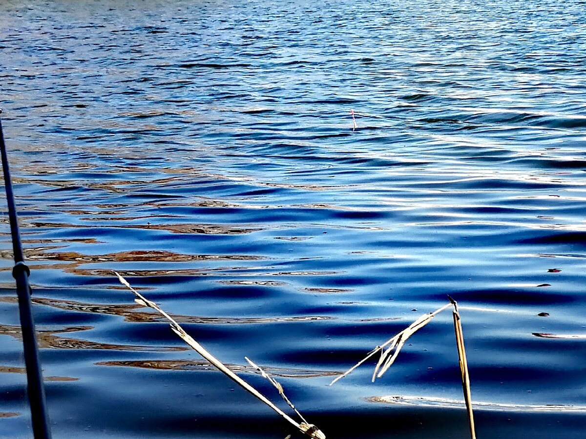 Сижу, смотрю на поплавок, а он смотрит на меня... 