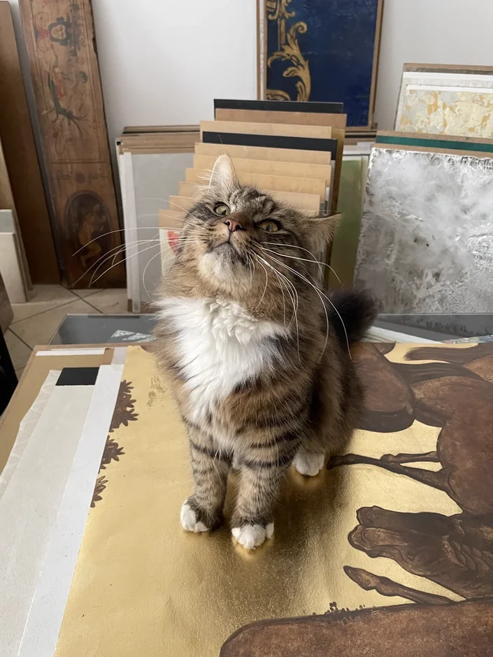 Кот Кеша в "Дом Дизайнеров"