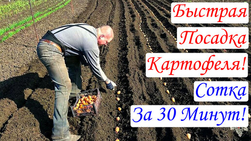 Быстрая посадка картофеля. Сотка за 30 минут!