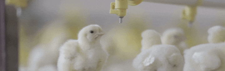 коллективная обучаемость птенцов