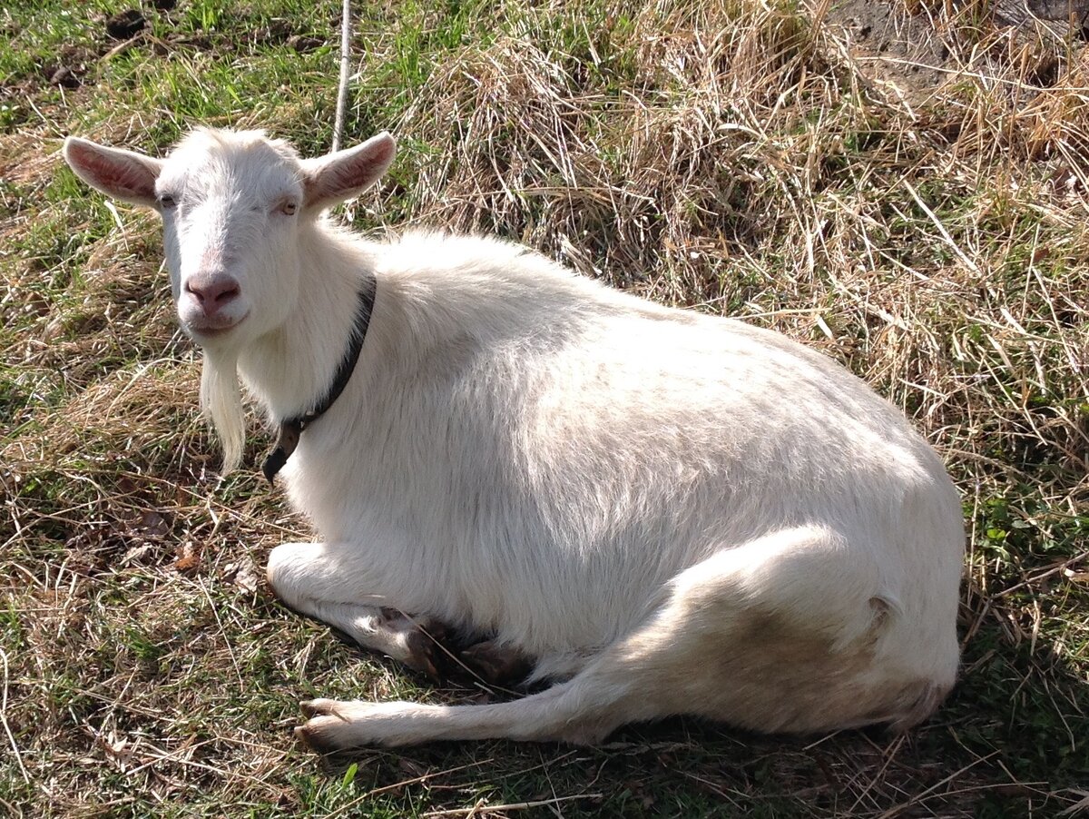 Ездовой козел