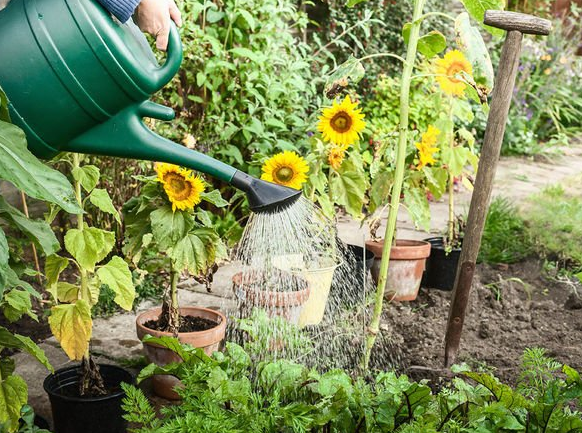 Когда и как сажать подсолнухи - семь советов по весеннему садоводству