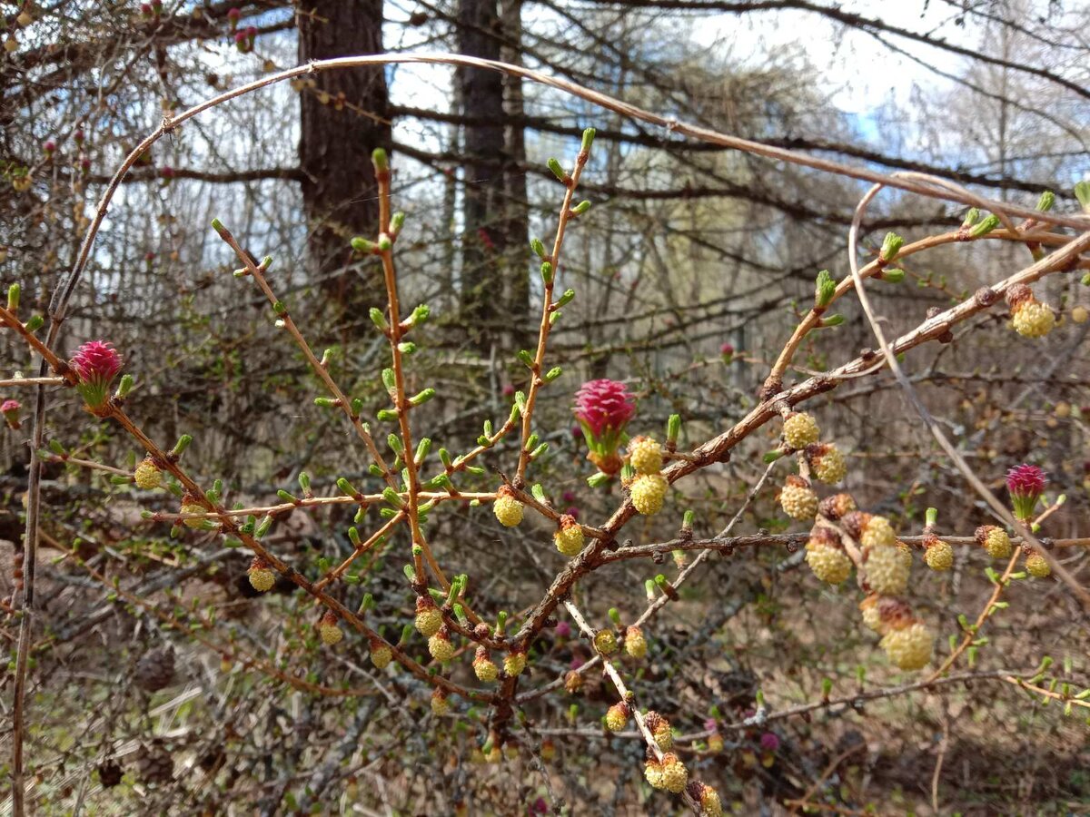 Цветёт лиственница