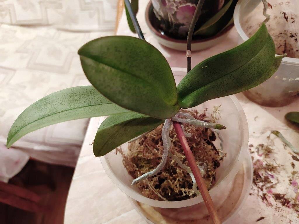Можно из листа вырастить орхидею. Посадка орхидеи в перлит. Посадка орхидеи в цеолит. Как вырастить орхидею из листа. Когда лучше отсаживать детки орхидеи.