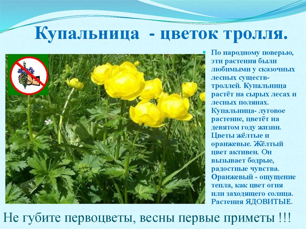 Италмас текст. Купальница европейская (Trollius europaeus). Желтые цветы купальница. Купальница Лютикоцветные. Калужница купальница.