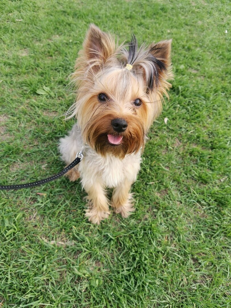 Фото-привет от новых хозяев Арчика.