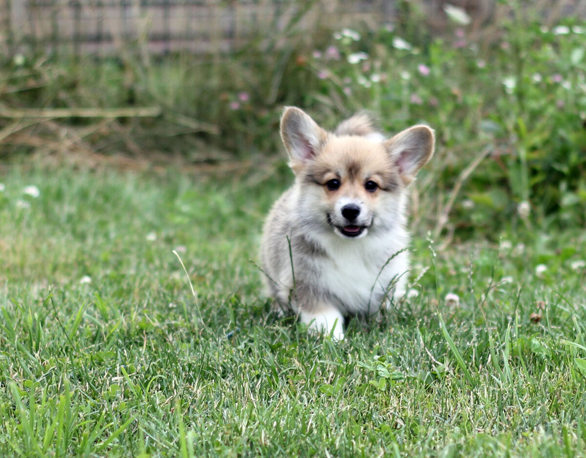 Вельш корги пемброк питомника Arh Beauty (arhbeauty.com)