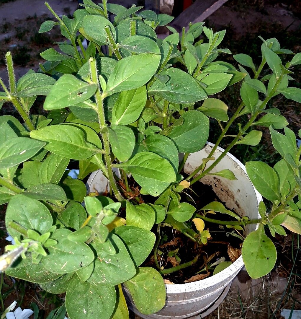 Обрезка цветов