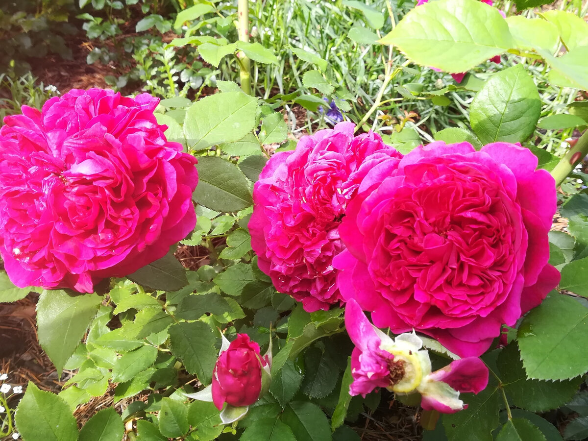 Английская роза вильям шекспир фото и описание