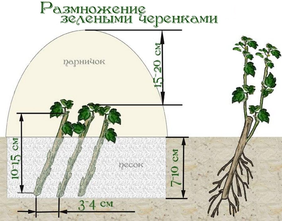 Как размножить смородину от куста летом. Черенок смородины укоренить. Размножение смородины черенками. Смородина размножается отводками.