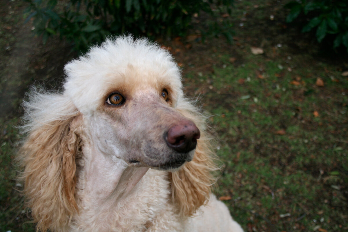 Королевский пудель (Фото: https://www.flickr.com/photos/elfichildsphotography/5784207490/)