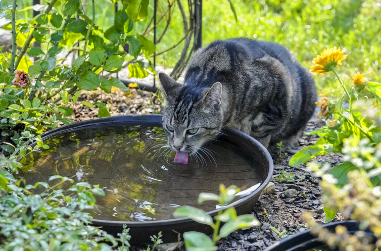 Как сделать дистиллированную воду?