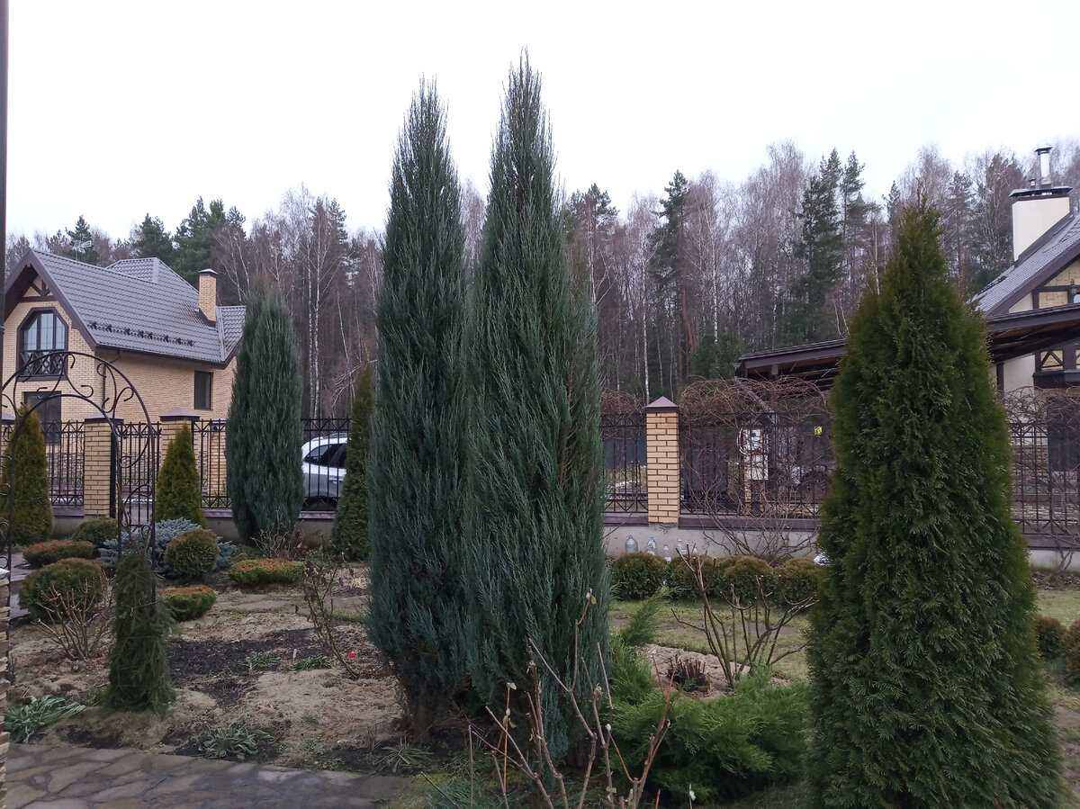 Формирующая обрезка скального можжевельника Блю Эрроу ноябрь 2021