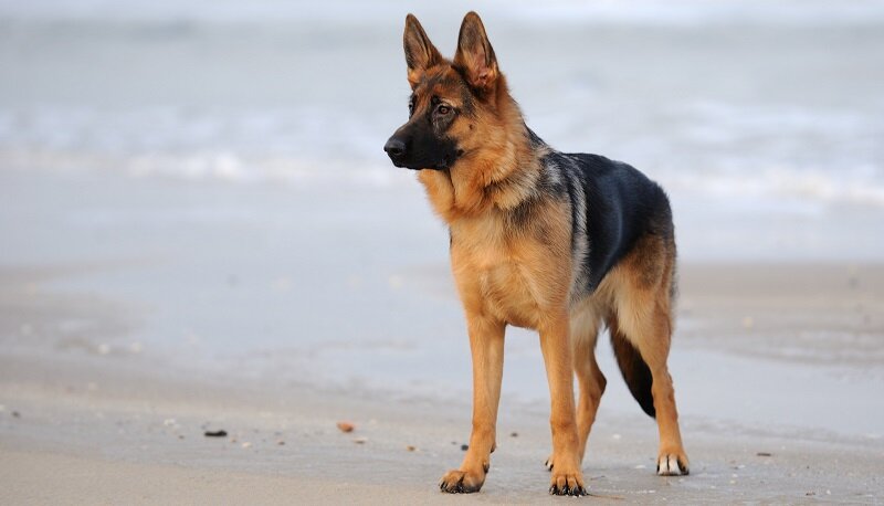 Стандарт, виды 
