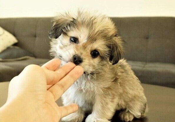Щенок шичи (Фото: https://puppyfinder.com/shichi-unknown-puppies-for-sale-in-fullerton-california/michael-the-shihchi-181557)