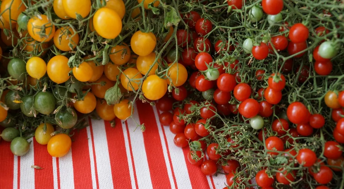 Лучшие сорта томатов Семена Алтая 2022