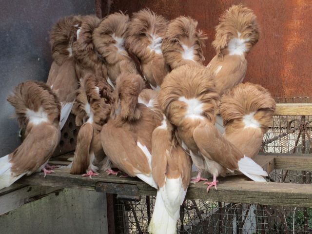 Жёлтые Якобины