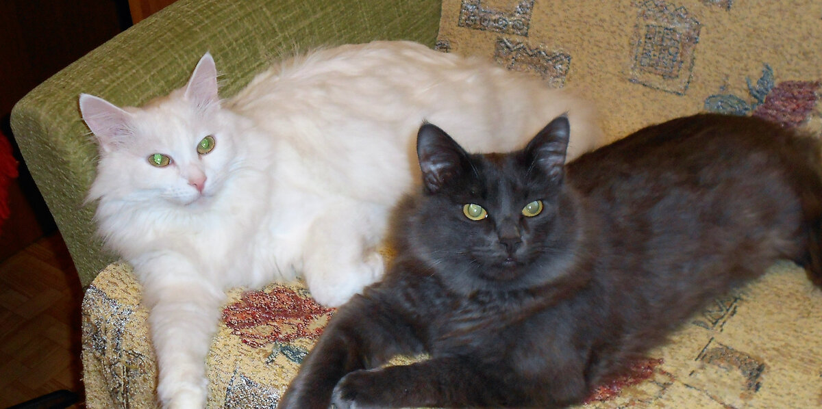 За фото комментаторов Пушка и Тихона благодарю Галину МАЛЫГИНУ)