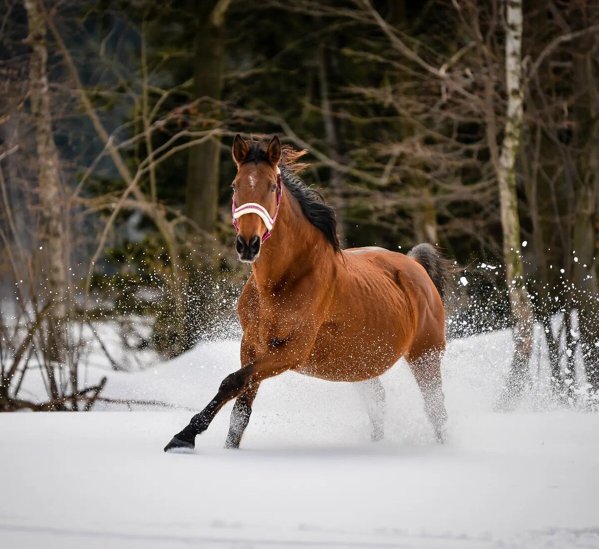 Одна и та же лошадь, в одном и том же состоянии у одних людей может вызывать благоговение и восторг, а у других - ужас и панику.