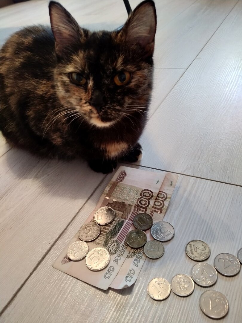 Источник картинки  мой кот)