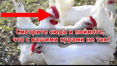 Цвет гребешка у кур - какой говорит о болезнях кур