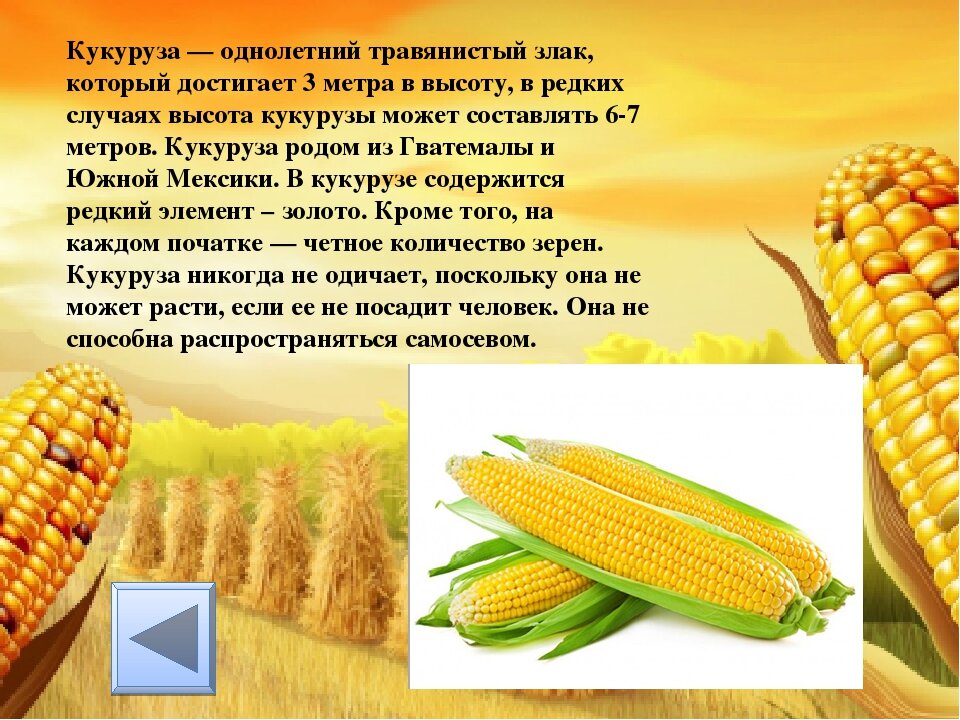 Норма высева кукурузы на гектар. Единица кукурузы. Кукуруза мирза f1. Цветение початка кукурузы. Кукуруза сахарная растение.