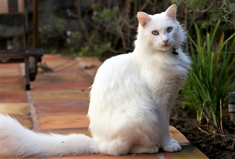 Турецкая ангорская кошка