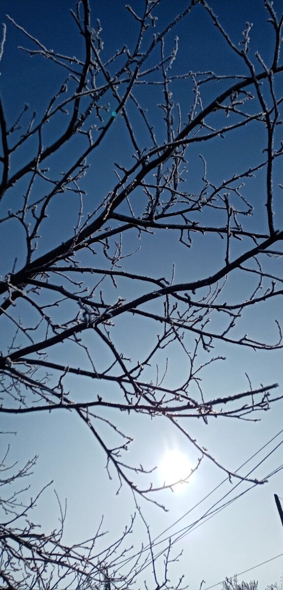 Ждут весны, ждут листвы.. фото автора 