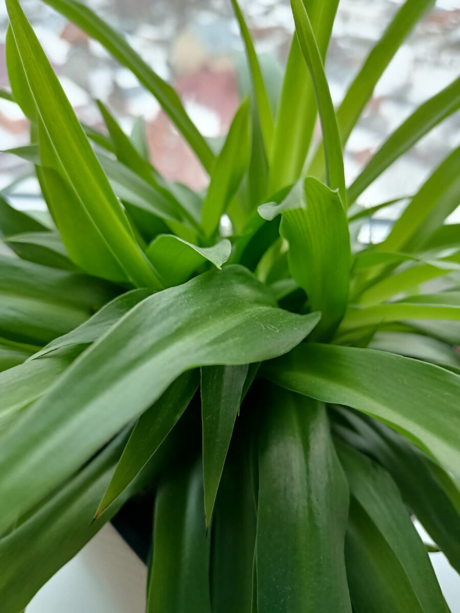 Chlorophytum SP Charlotte