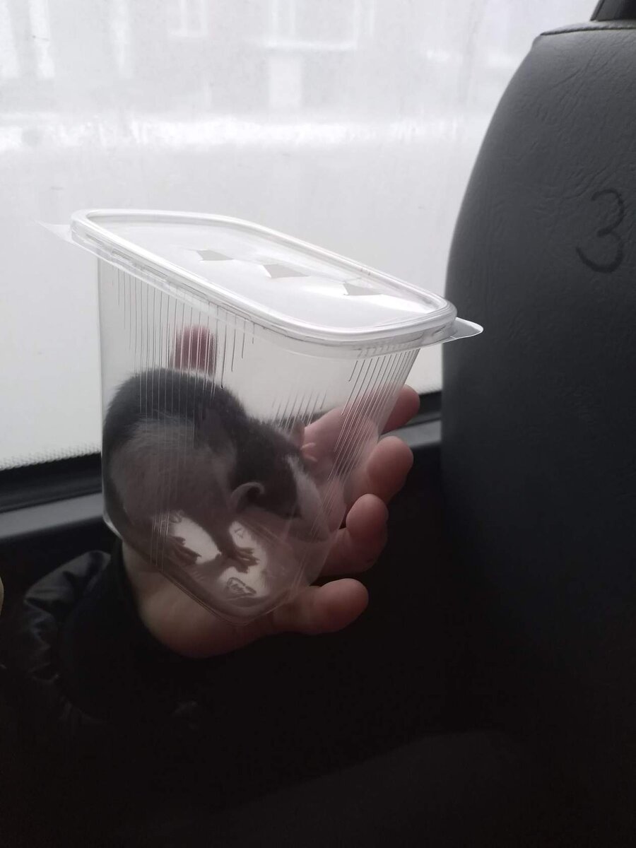 Только везём домой.